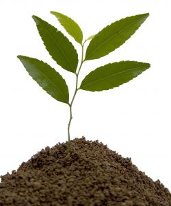 Hoje, 6, palestra na OAB Joinville: O C�DIGO FLORESTAL E SUAS PROPOSTAS DE ALTERA��O