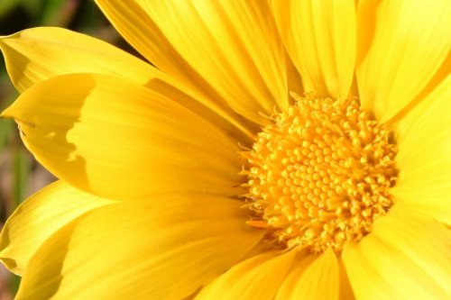 Subse��o apoia Feijoada da APAE Joinville que ser� realizada dia 28/05